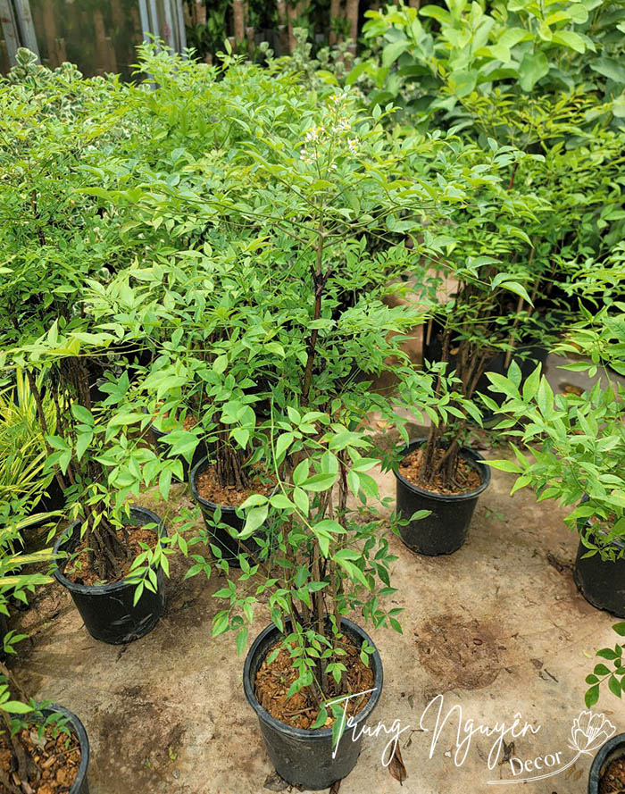 Cây Nam Thiền Trúc Xanh - Đỏ