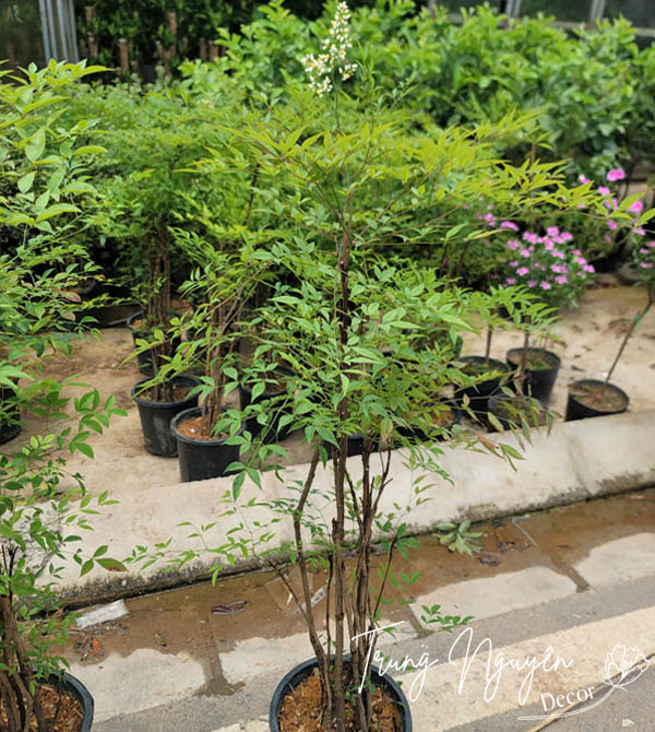 Cây Nam Thiền Trúc Xanh - Đỏ