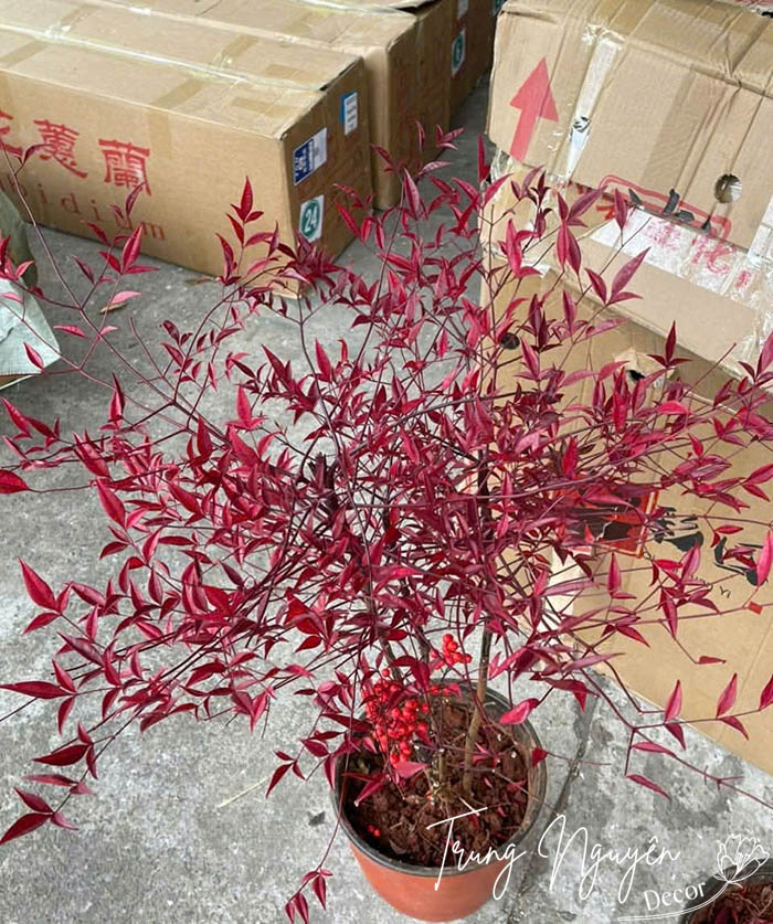 Cây Nam Thiền Trúc Xanh - Đỏ