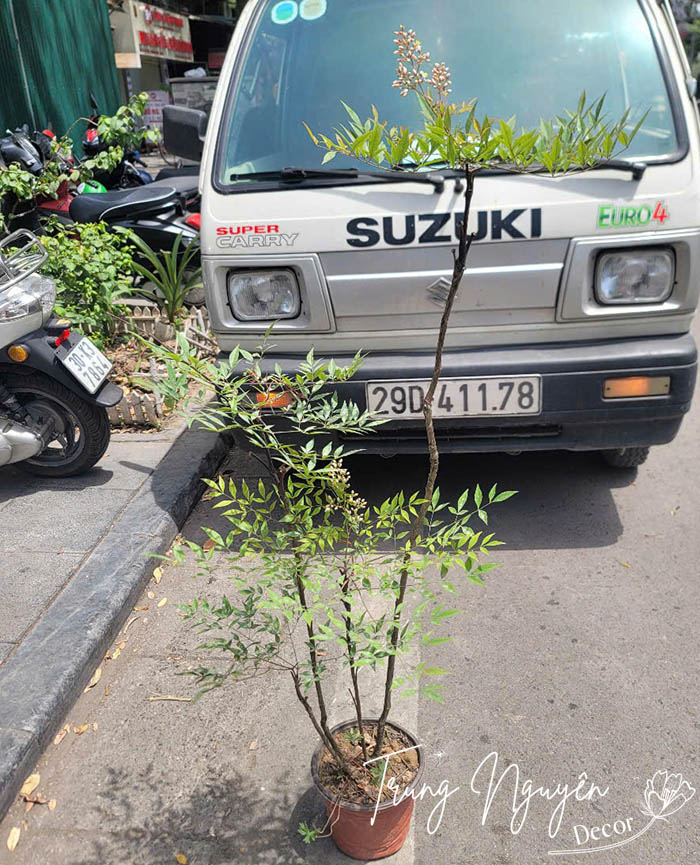 Cây Nam Thiền Trúc Xanh - Đỏ