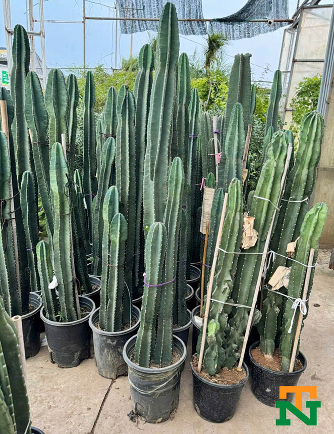 Cây xương rồng Tai thỏ-Trụ-3 cạnh