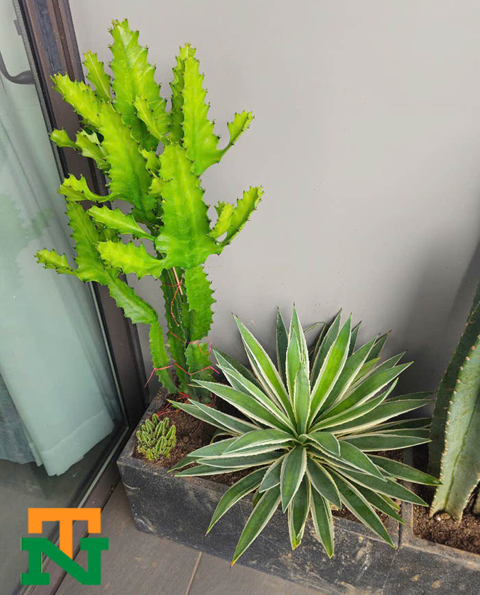 Cây xương rồng Tai thỏ-Trụ-3 cạnh