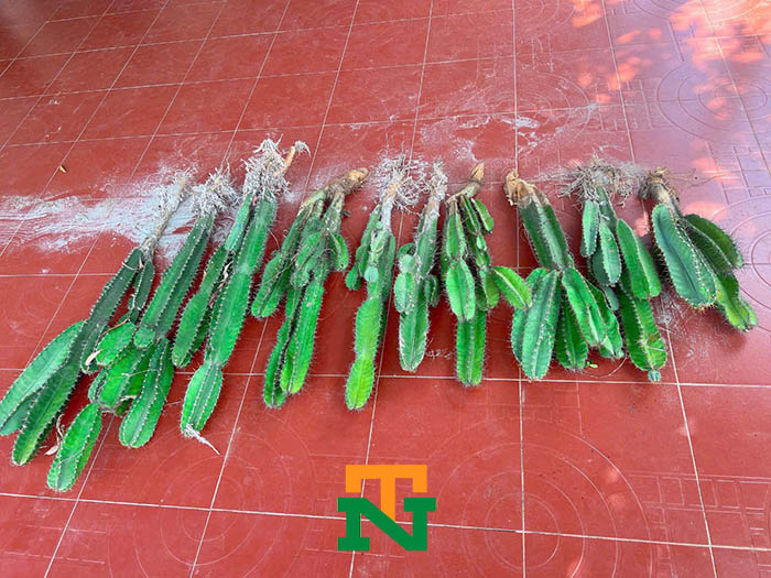 Cây xương rồng Tai thỏ-Trụ-3 cạnh