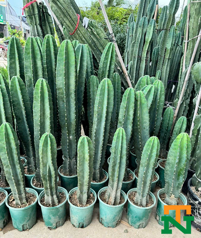 Cây xương rồng Tai thỏ-Trụ-3 cạnh