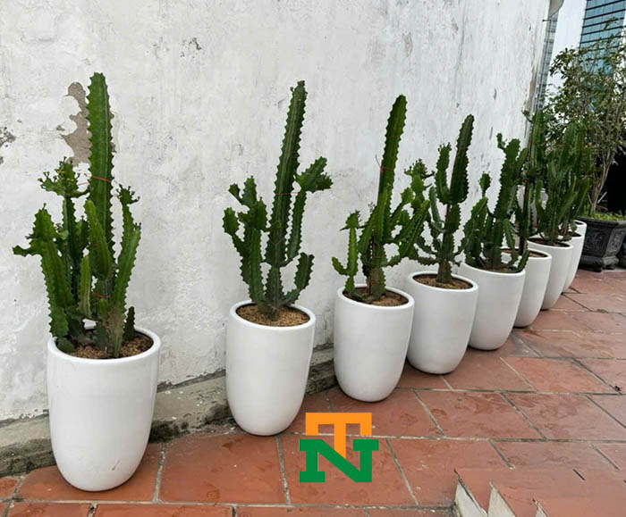 Cây xương rồng Tai thỏ-Trụ-3 cạnh