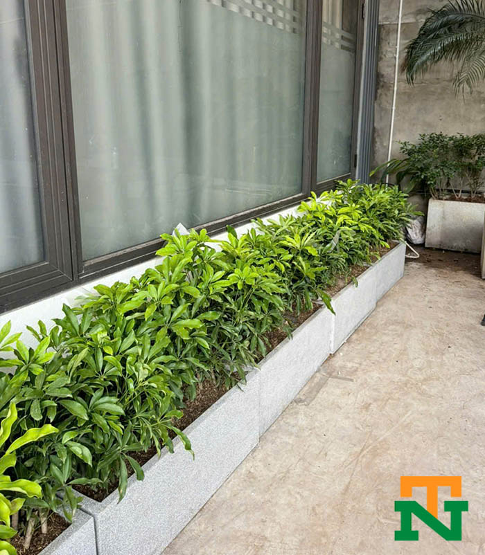 Cây trúc quân tử