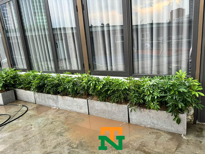 Cây trúc quân tử