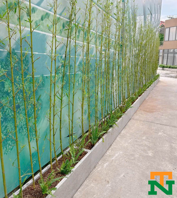 Cây trúc quân tử