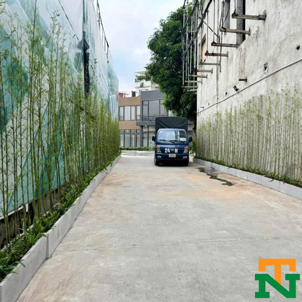 Cây trúc quân tử