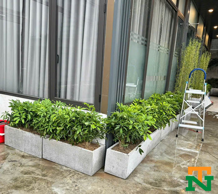 Cây trúc quân tử