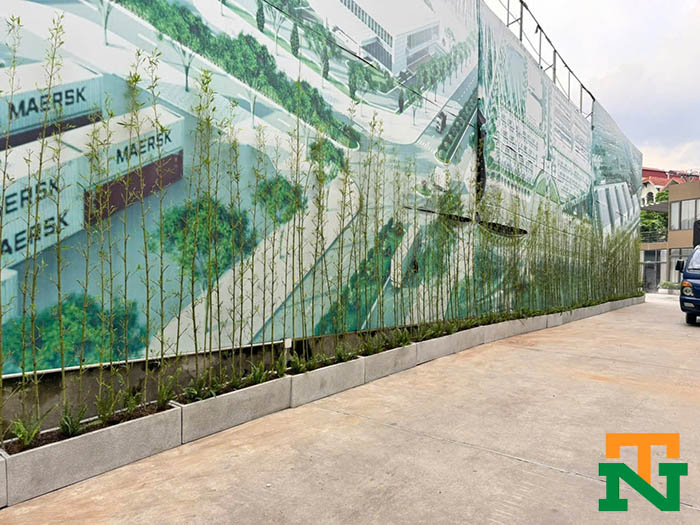 Cây trúc quân tử