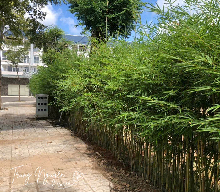 Cây tre thân xanh - Trúc cần câu