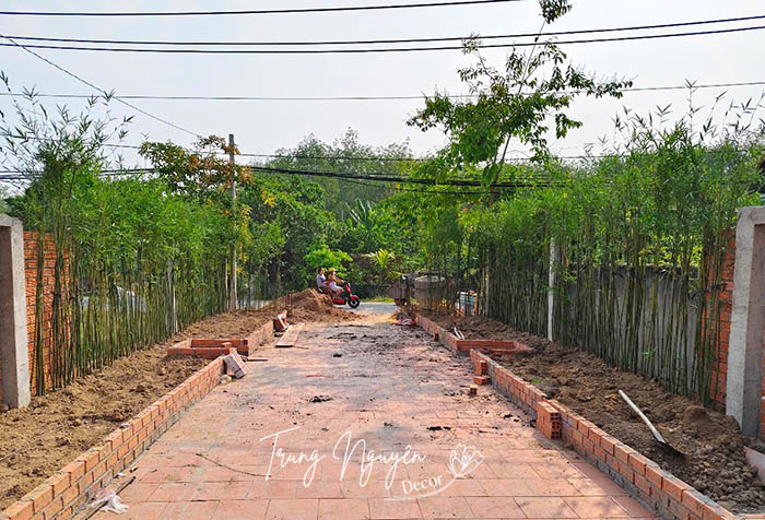 Cây tre thân xanh - Trúc cần câu