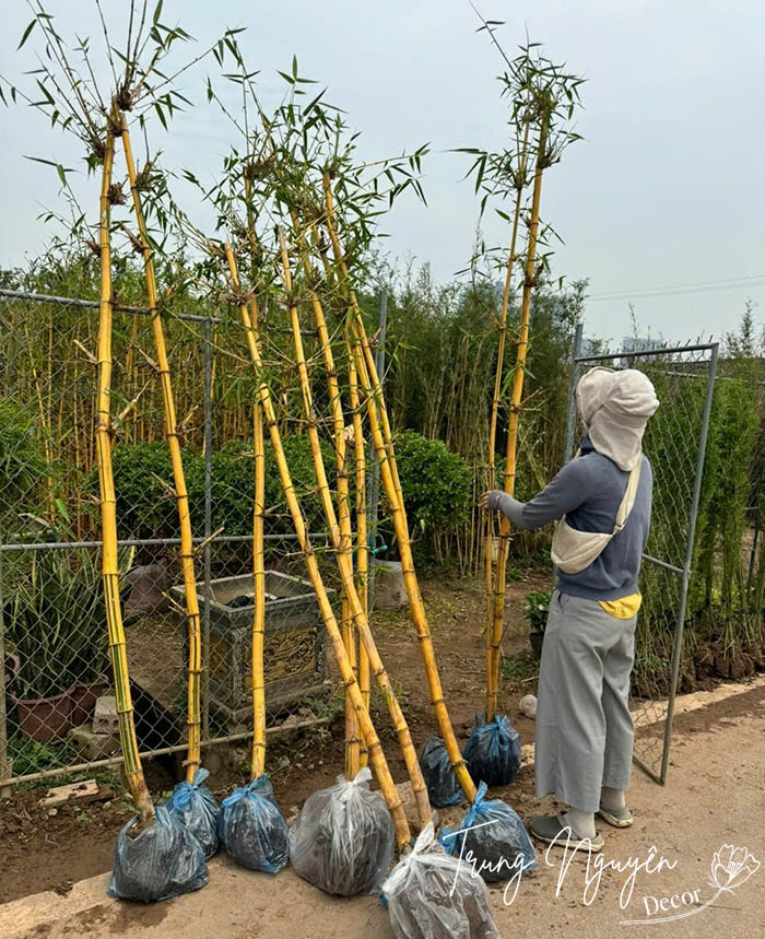 Cây tre ngà thân Vàng - Xanh