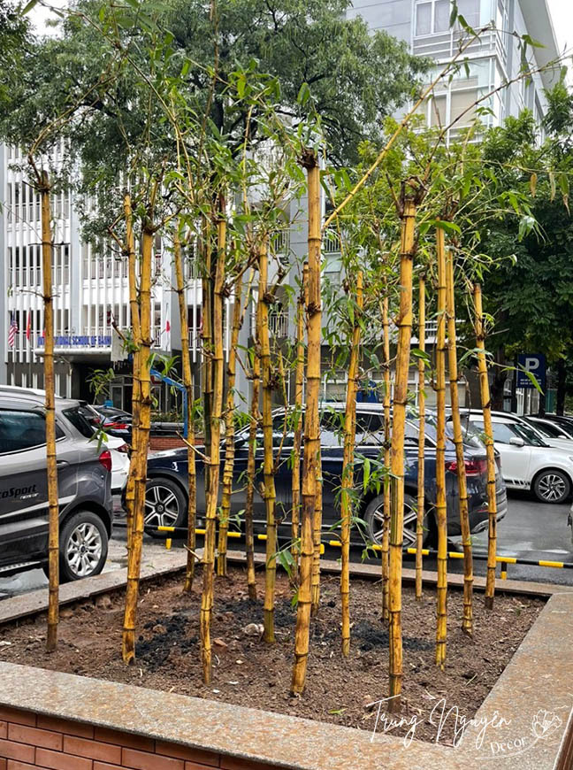 Cây tre ngà thân Vàng - Xanh