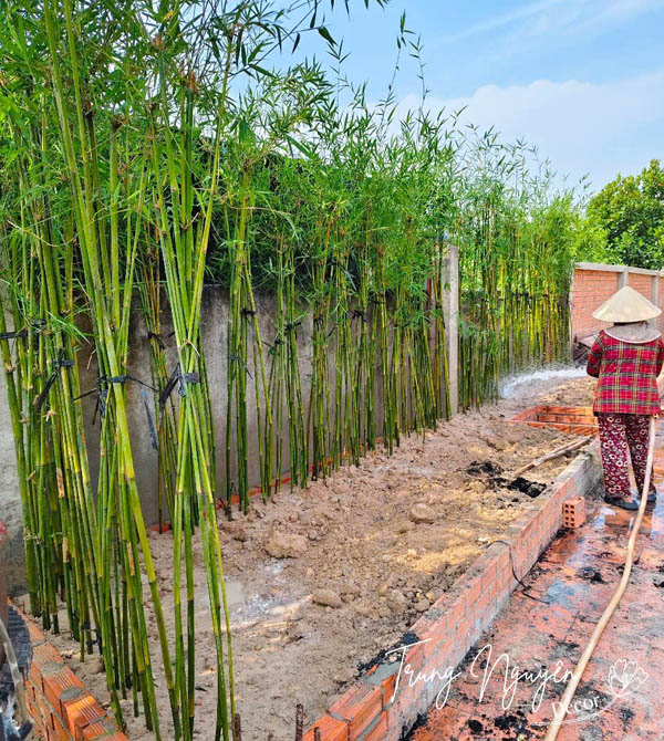 Cây tre thân xanh - Trúc cần câu