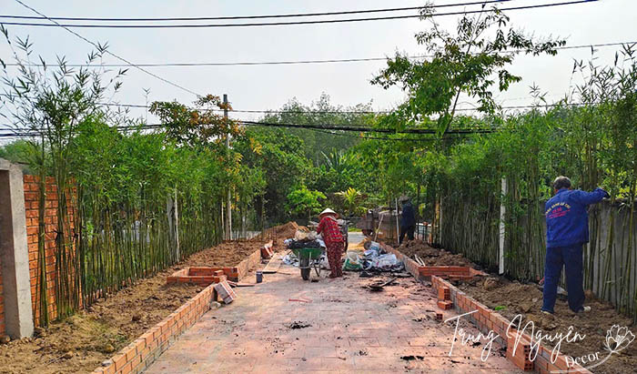 Cây tre thân xanh - Trúc cần câu