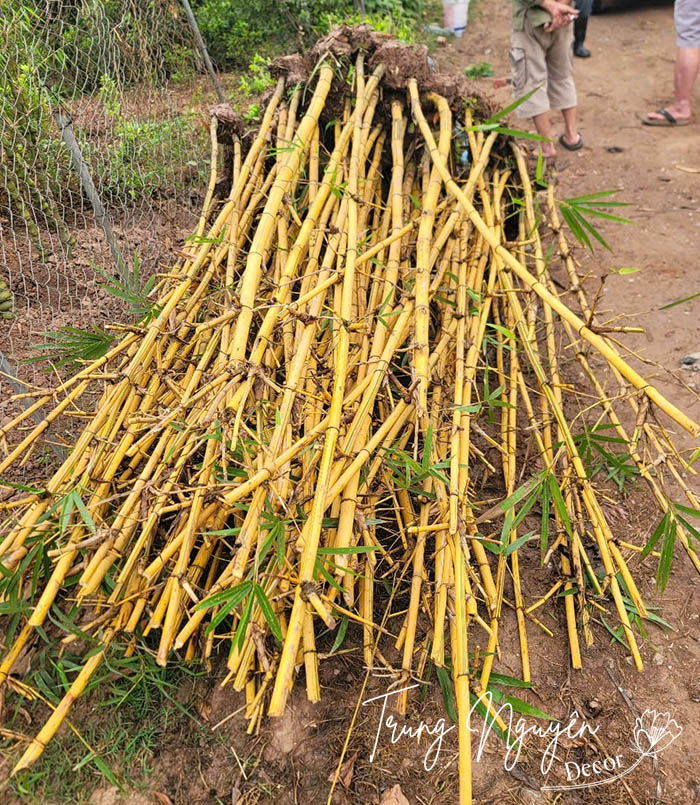 Cây tre ngà thân Vàng - Xanh