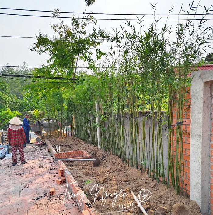 Cây tre thân xanh - Trúc cần câu