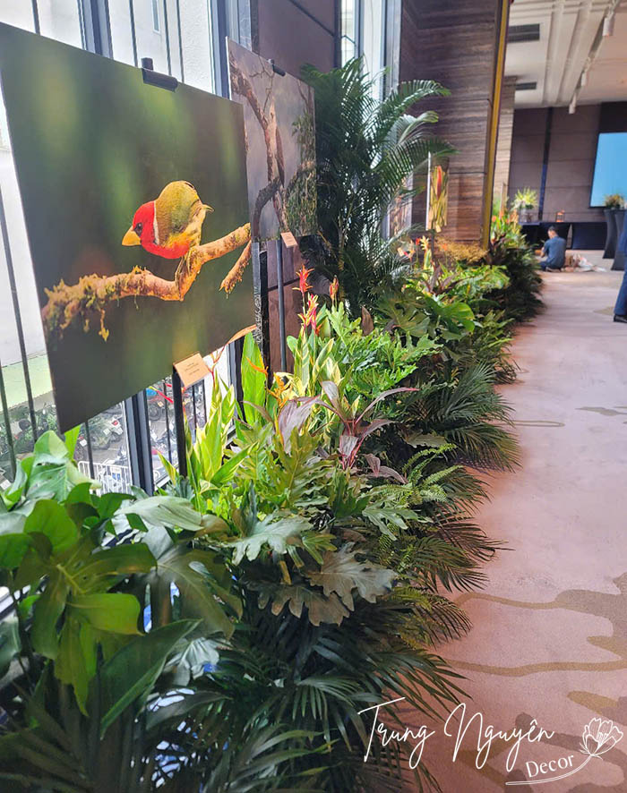 Cho thuê cây cảnh sự kiện Hà Nội