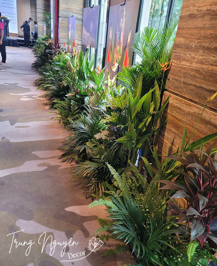 Cho thuê cây cảnh sự kiện Hà Nội