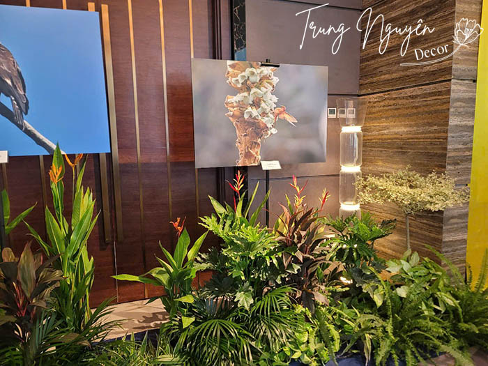 Cho thuê cây cảnh sự kiện Hà Nội