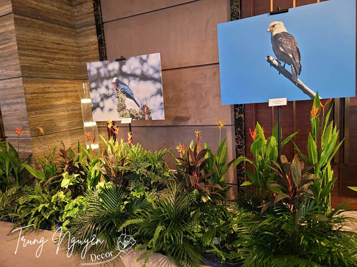 Cho thuê cây cảnh sự kiện Hà Nội