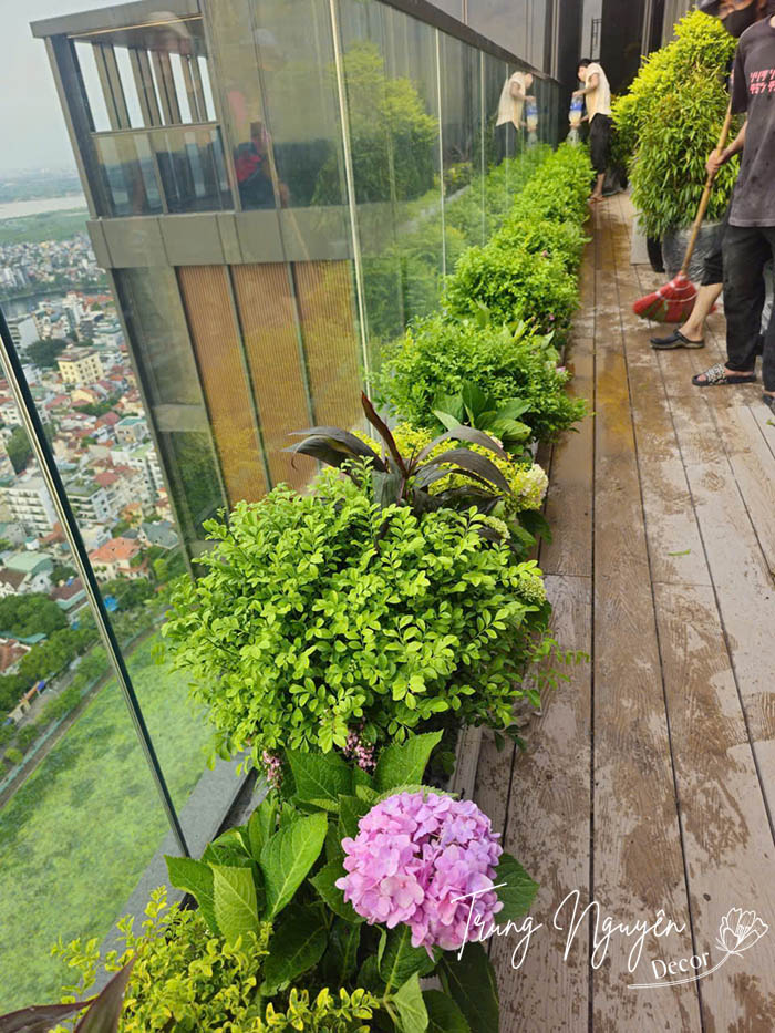 Setup cây chậu xanh mướt cho Penthouse