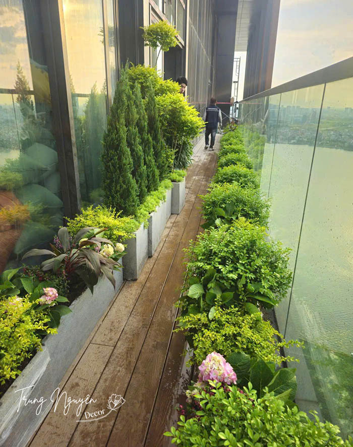 Setup cây chậu xanh mướt cho Penthouse