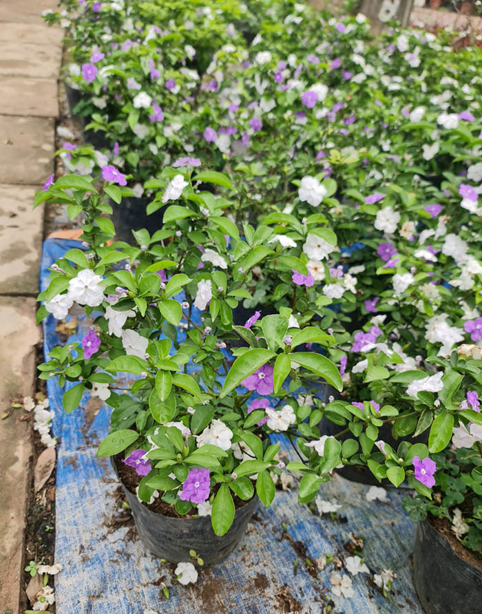 Cây hoa nhài nhật 2 màu tím trắng