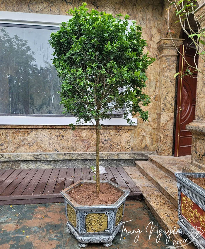 Cây nguyệt quế hoa trắng thơm