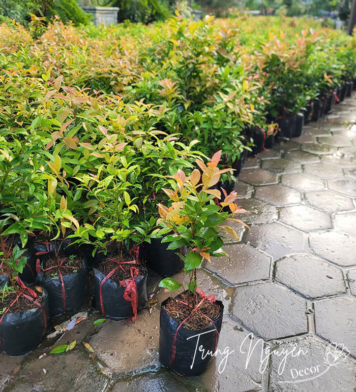 Cây hồng lộc ngọn đỏ