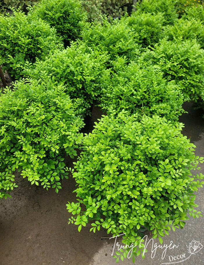 Cây nguyệt quế hoa trắng thơm