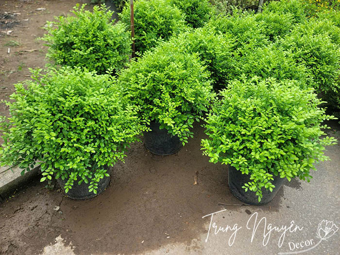 Cây nguyệt quế hoa trắng thơm