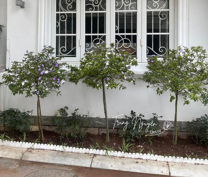 Cây hoa nhài nhật 2 màu tím trắng