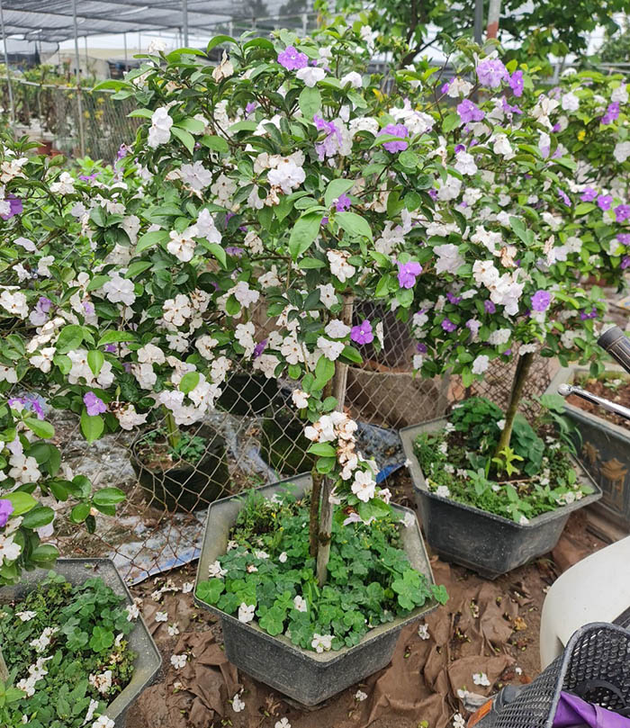 Cây hoa nhài nhật 2 màu tím trắng