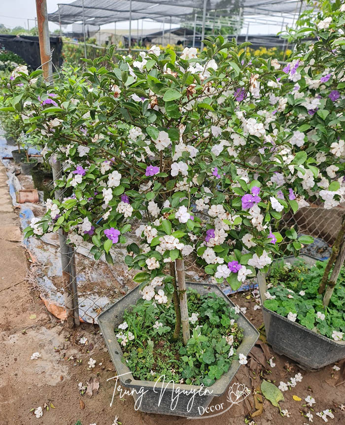 Cây hoa nhài nhật 2 màu tím trắng