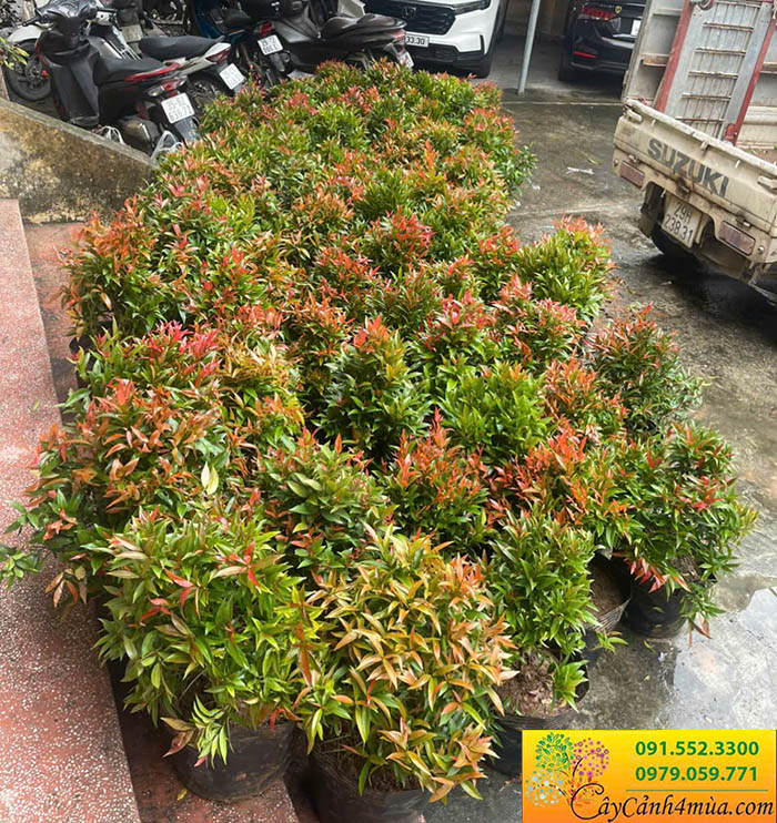 Cây hồng lộc ngọn đỏ