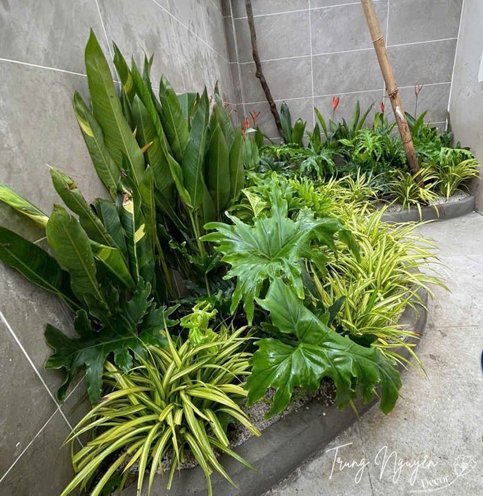 Cây xanh sân vườn – Không gian sống trong lành và thẩm mỹ