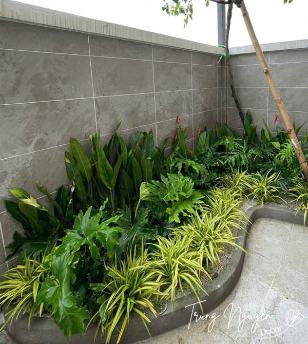 Cây xanh sân vườn – Không gian sống trong lành và thẩm mỹ