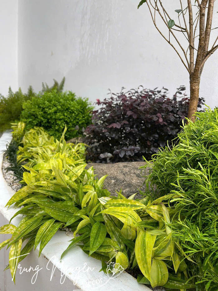 Cây xanh sân vườn – Không gian sống trong lành và thẩm mỹ