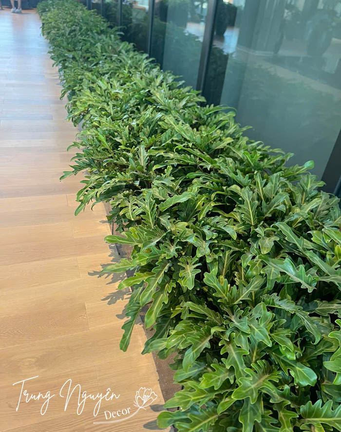 Cây Trầu Bà Chân Vịt