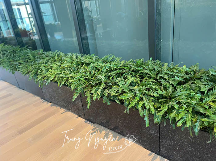 Cây Trầu Bà Chân Vịt