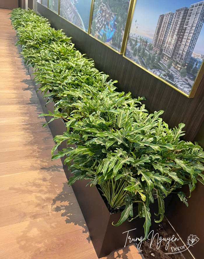 Cây Trầu Bà Chân Vịt