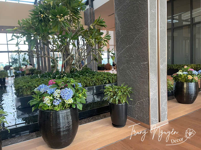 Cây Trầu Bà Chân Vịt