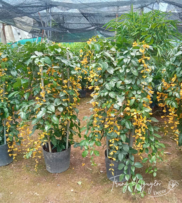 Cây Lan Hoàng Dương Hoa Vàng