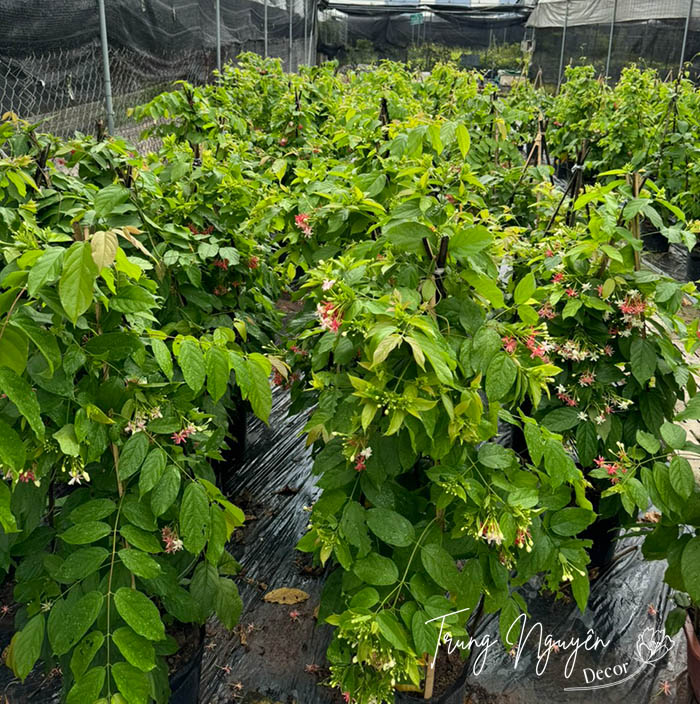 Cây hoa Sử Quân Tử - Giun leo