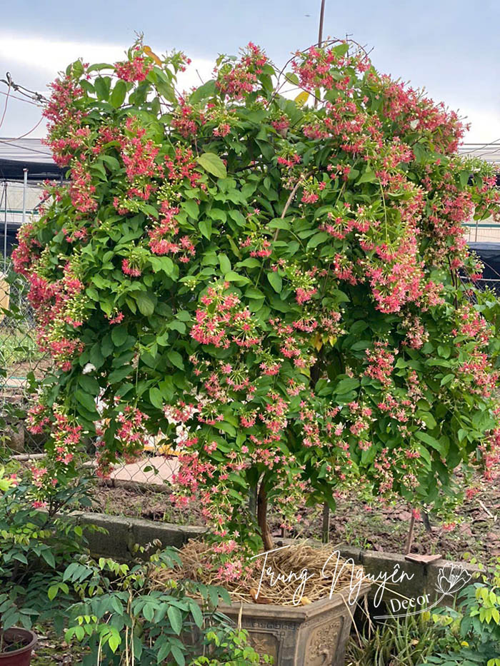 Cây hoa Sử Quân Tử - Giun leo
