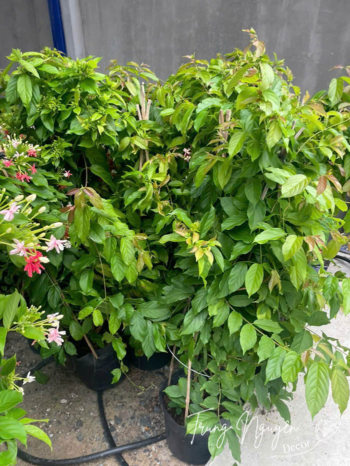 Cây hoa Sử Quân Tử - Giun leo