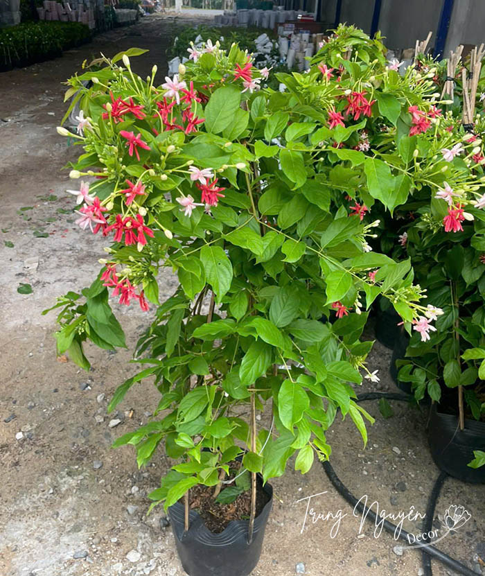 Cây hoa Sử Quân Tử - Giun leo